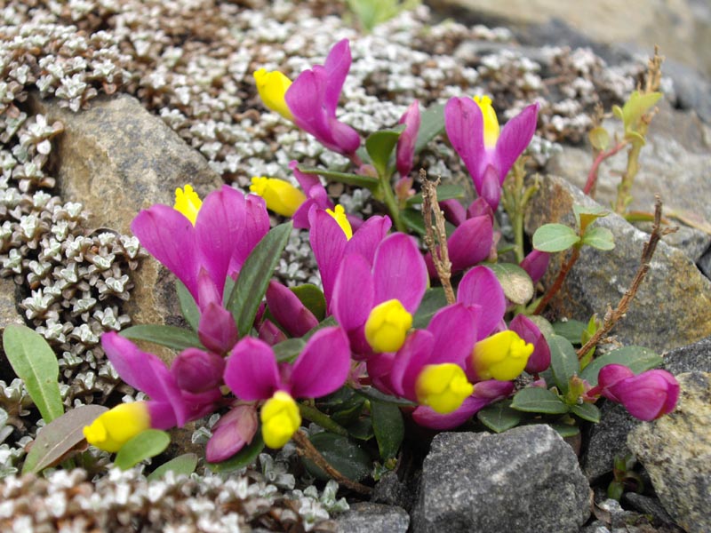 Polygala chamaebuxus 'Grandiflora' (Loidl) photo